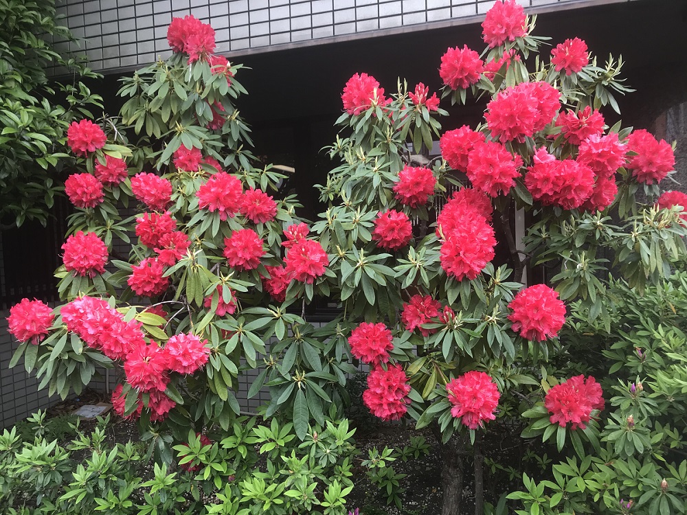 今年も綺麗に咲いてくれました。 - 1